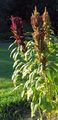Popping Amaranth (Amaranthus sp.)