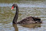 Black Swan in Australia.JPG