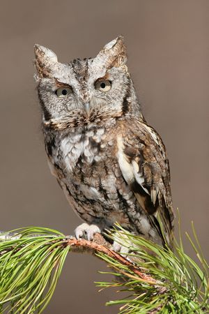 Eastern Screech Owl.jpg