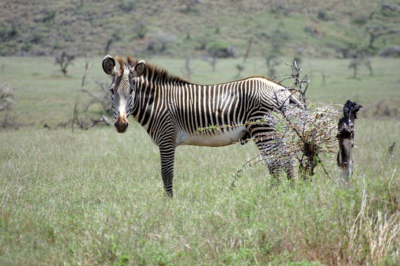ملف:Equus grevyi in Kenya (male).jpg