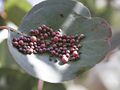 Eucalyptus leaf gall