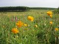 Saihanba National Park, in northern Chengde, near the border with Inner Mongolia.