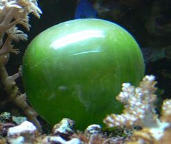 The unicellular bubble algae lives in tidal zones. It can have a 4 cm diameter.[393]