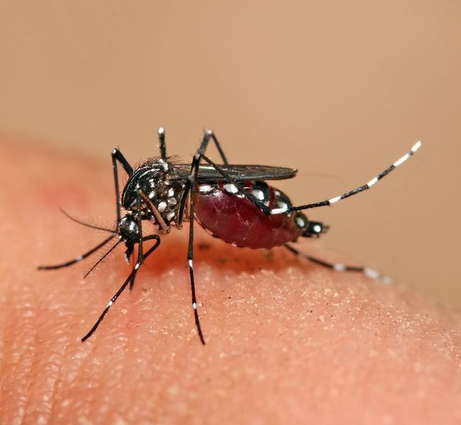 ملف:Aedes aegypti feeding.jpg