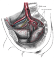 The arteries of the pelvis.