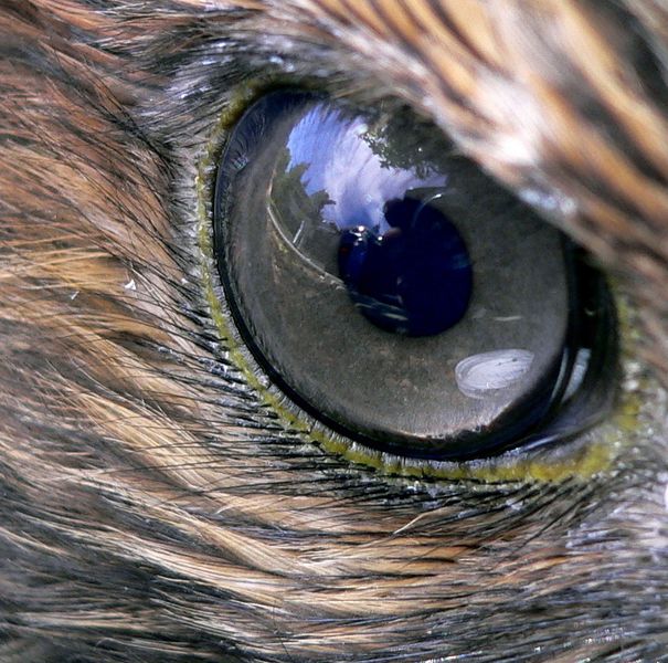 ملف:Hawk eye.jpg