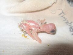 One-day-old cockatiel chick