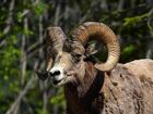 Rocky mountain bighorn sheep.jpg