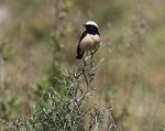 Cyprus Wheatear, Avagas, Cyprus 1.jpg