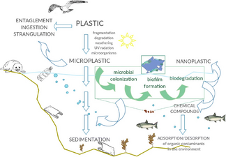 Interactions between marine microorganisms and microplastics[40]