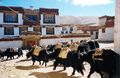 A train of pack yaks at Litang monastery in Ganzi Tibetan Autonomous Prefecture, Sichuan, China