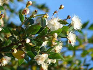 Starr 080304-3229 Myrtus communis.jpg