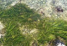 Zostera seagrass grows on the seabed in sheltered coastal waters.