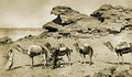 A camel caravan, still used today for international trade, especially in Sahara.