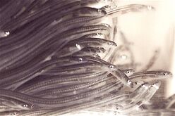 Larval eels become glass eels as they transition from the ocean to fresh water