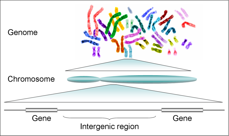 ملف:Human genome to genes.png
