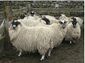 Scottish Blackface Sheep yowes1.jpg