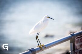 Snowy Egret Identification, All About Birds, Cornell Lab of Ornithology