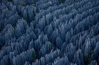 الصخور الكلسية في غابات تسينگي، وترتفع بطول 70 متر.