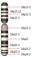 Chromosome 16.svg