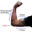 Triceps and biceps.