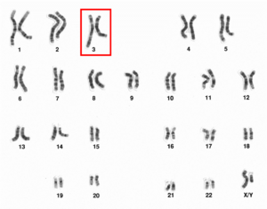 Human male karyotpe high resolution - Chromosome 3.png