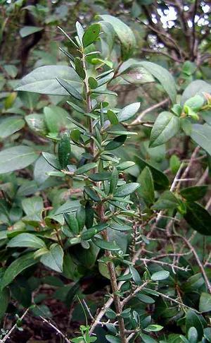 Olea europaea sbsp oleaster.jpg