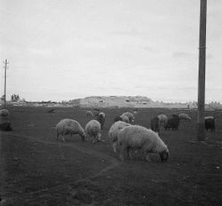 Talbiseh (background) and sheep grazing (foreground), 1930s