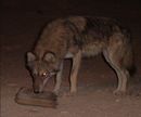 Wolf in Arava Desert.jpg