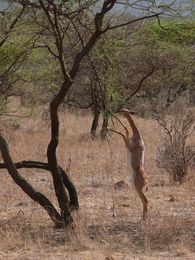 Antilope girafe debout.jpg
