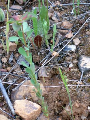 Euphorbia falcata subsp. rubra 2010-5-08CampodeCalatrava.jpg