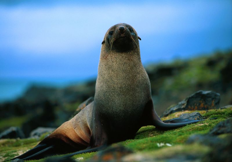 ملف:Fur seal antarctic peninsula.jpg
