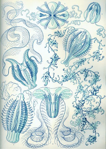 ملف:Haeckel Ctenophorae.jpg