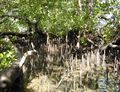 A mangrove of the genus Sonneratia, showing abundant pneumatophores growing on the landward margin of the reef flat on Yap