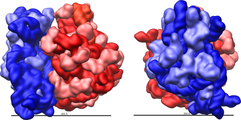 ملف:Ribosome shape.png