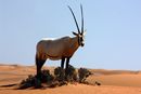 Arabian oryx (oryx leucoryx).jpg