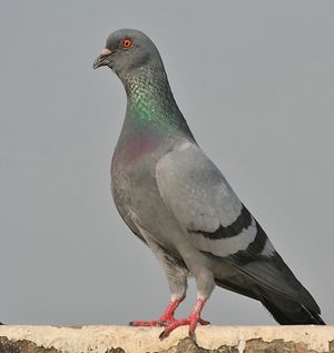 Blue Rock Pigeon (Columba livia) in Kolkata I IMG 9762.jpg