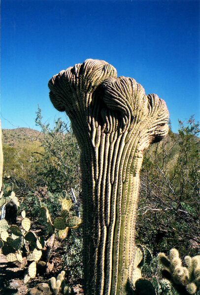 ملف:Crested Saguaro cactus.jpg