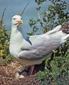 American Herring Gull on its nest