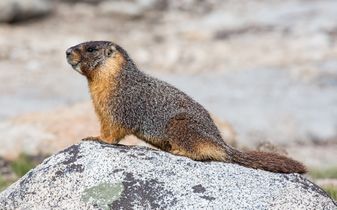Yellow-bellied marmot (Marmota flaviventris, Tuolumne Meadows, Yosemite National Park