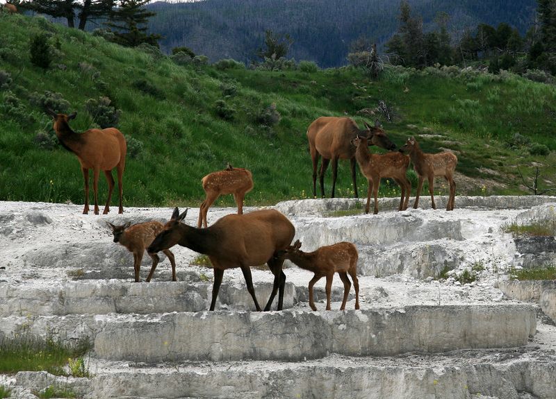 ملف:OPAL TERRACE with elks.jpg