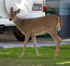 White-tailed Deer (8047858676).jpg