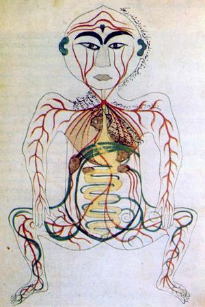 17th century Persian digestive system.jpg
