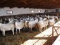 Chios sheep breed.jpg