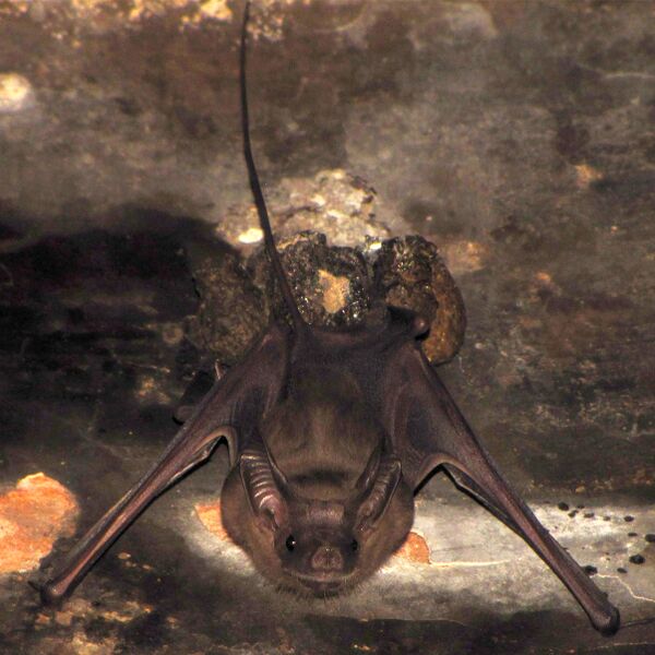 ملف:Lesser Mouse- tailed Bat (Rhinopoma hardwickii) 2.jpg