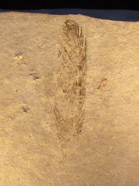 ملف:Archaeopteryx (Feather).jpg