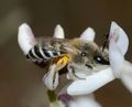 Female bee (Colletes sp.) collecting nectar from a Retama raetam flower, Holot Mash'abim، شمال النقب، إسرائيل