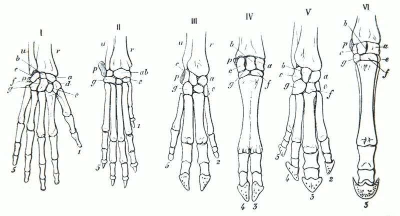 ملف:Gegenbaur 1870 hand homology.png