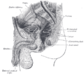 Median sagittal section of male pelvis.