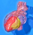 Heart coronary territories